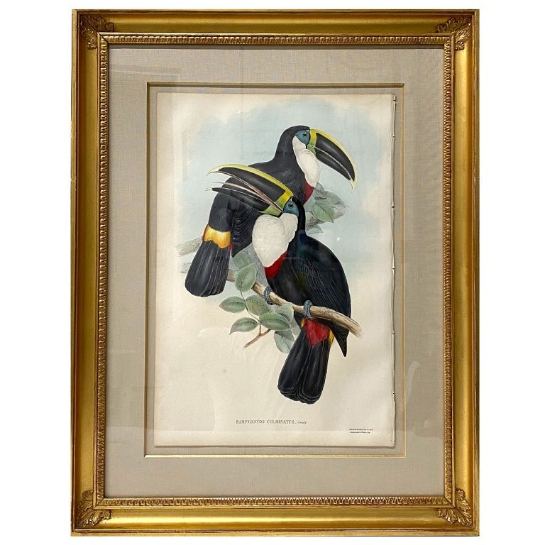 Appraisal: John Gould Ramphastos Culminatus Print John Gould Ramphastos Culminatus Print