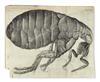 Appraisal: HOOKE ROBERT Micrographia or Some Physiological Descriptions of Minute Bodies