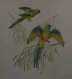 Appraisal: Peter Longhurst born Parrots watercolour signed 'Peter Longhurst' lower right