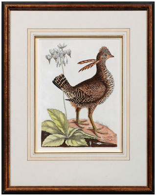 Appraisal: Mark Catesby engraving British - Heath Hen with shooting star