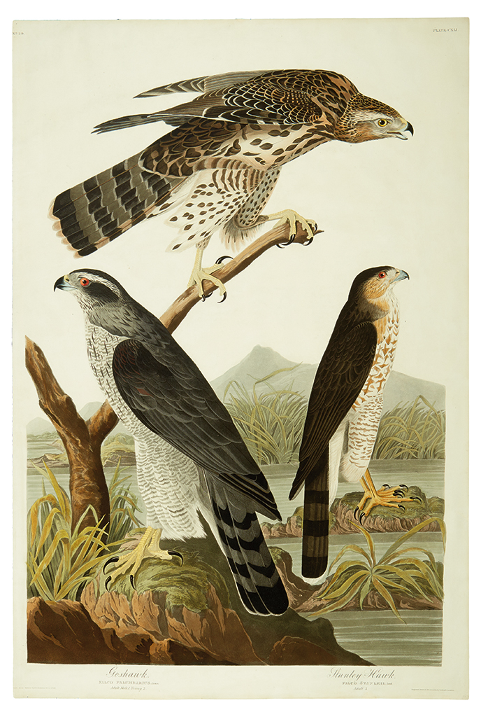 Appraisal: AUDUBON JOHN JAMES Goshawk Stanley Hawk Plate CXLI Hand-colored aquatint