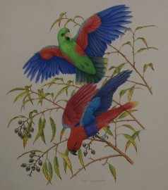 Appraisal: Peter Longhurst born Parrots Cockatoos watercolour each signed 'Peter Longhurst'