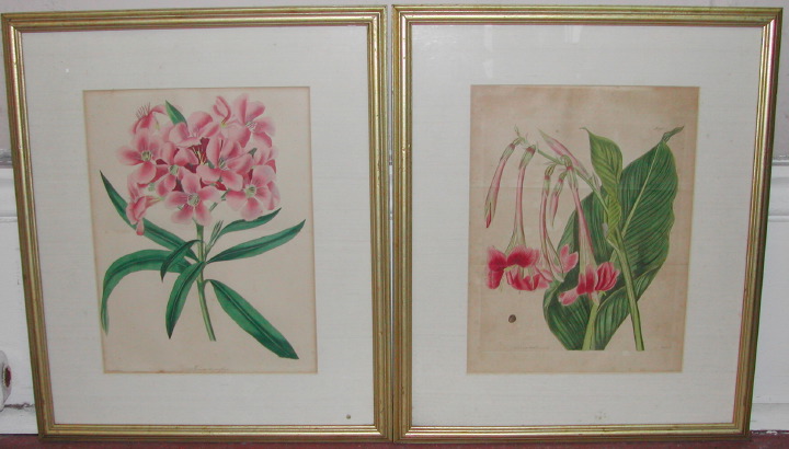 Appraisal: Pair of th-Century Hand-Colored Botanical Engravings sight x Glazed matted