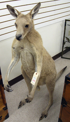 Appraisal: AUSTRALIAN WHIPTAIL WALLABY macropus parryi full mount in standing pose