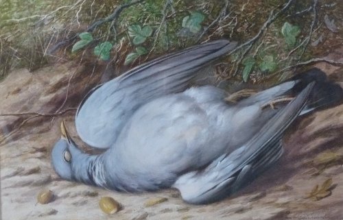 Appraisal: William Cruickshank Study of a Pigeon signed lower right watercolour