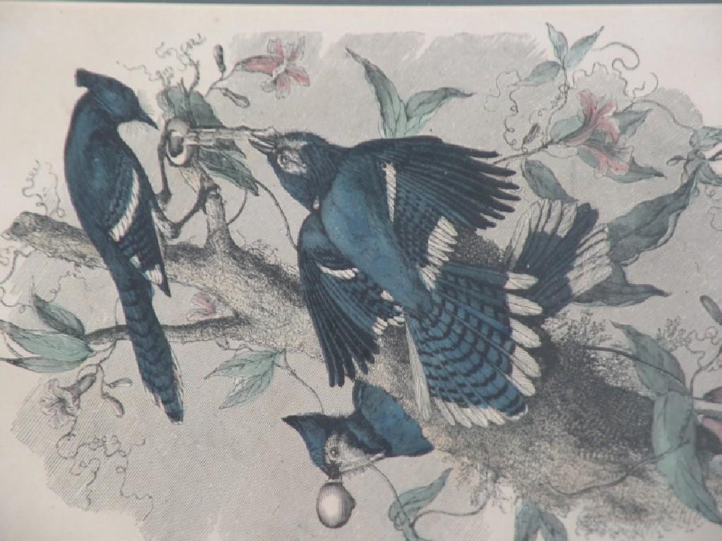 Appraisal: A set of three thC coloured engravings of humming birds