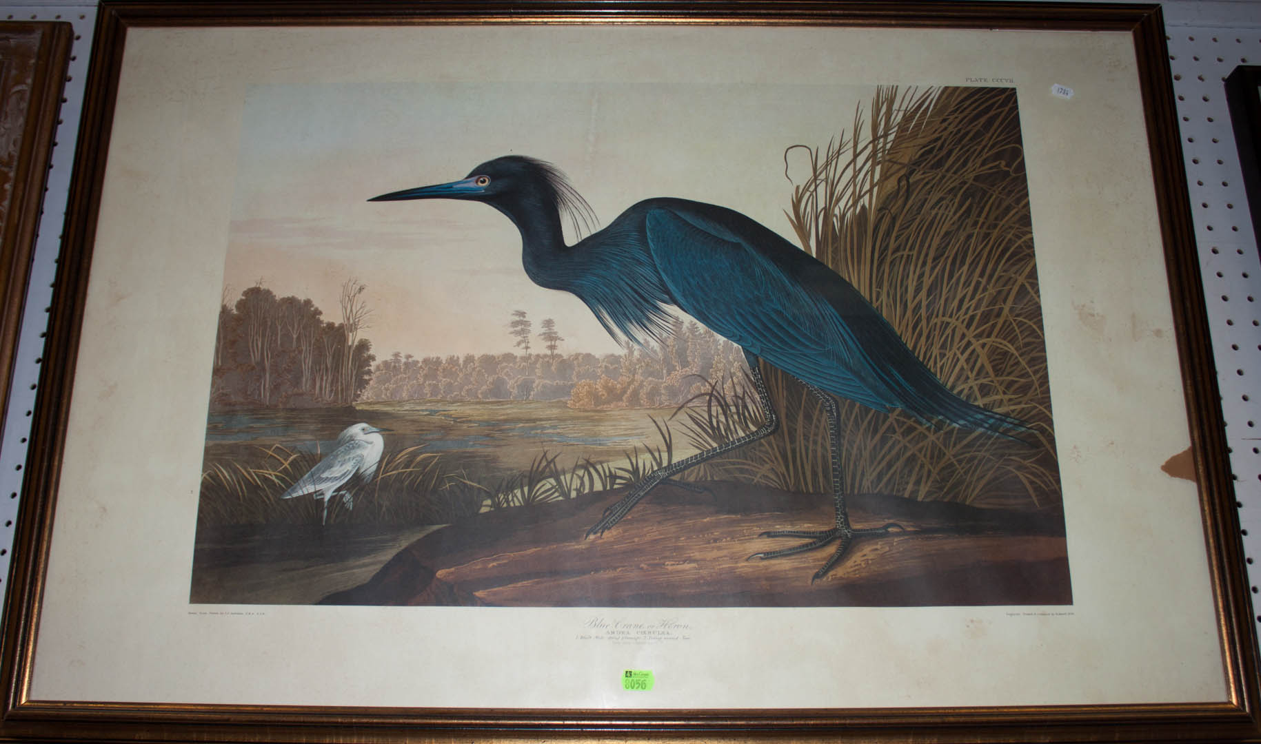 Appraisal: Framed reproduction Audubon print