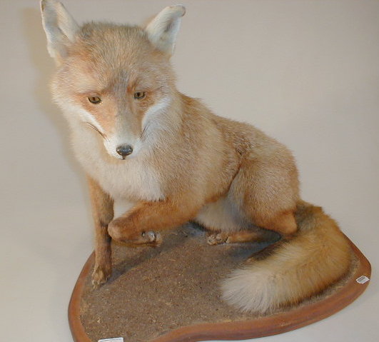 Appraisal: A mounted taxidermy fox