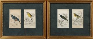 Appraisal: William Home Lizars - Olive-Backed Sunbird with Yellow Rumped Bullfinch