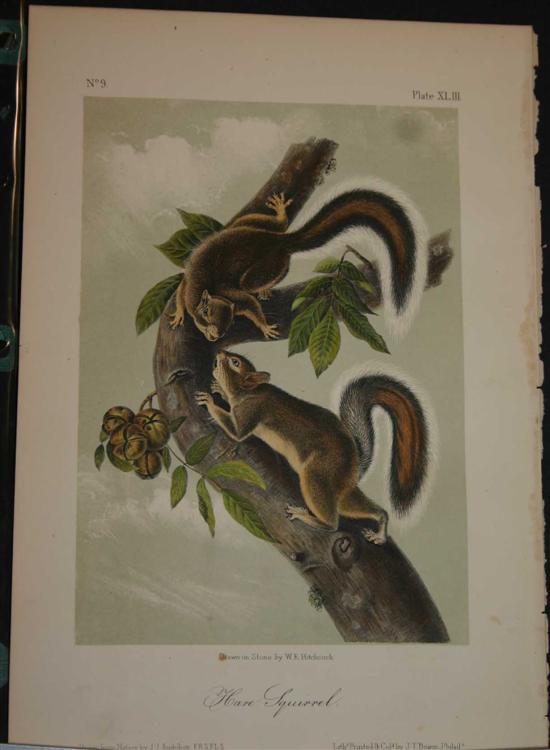 Appraisal: Audubon John James after color lithographs of various squirrels from