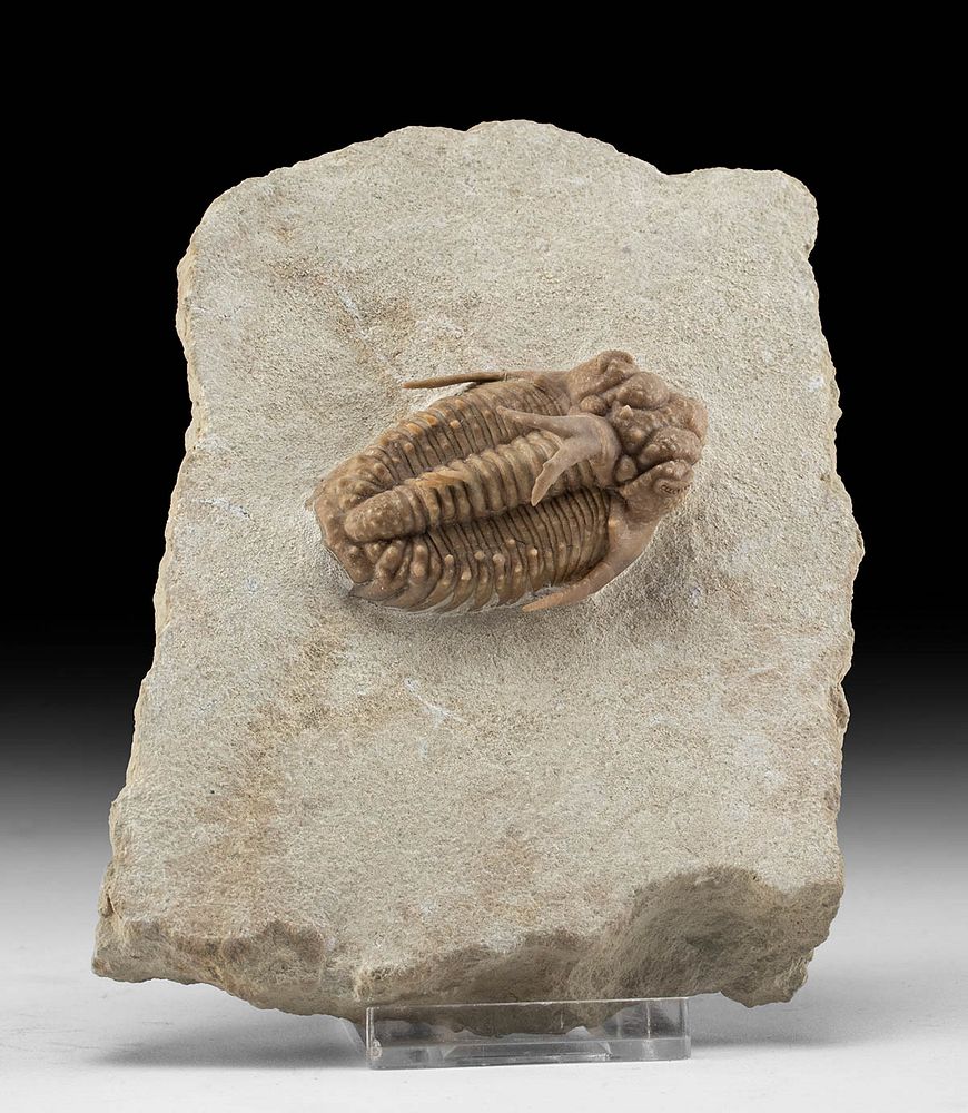 Appraisal: Fossilized Hoplolichas Furcifer Trilobite in Matrix First Time At Auction