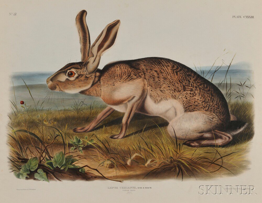 Appraisal: Audubon John James - Texian Hare Plate CXXXIII from The