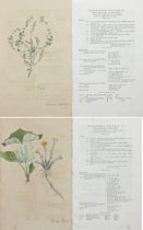 Appraisal: Pair of Botanical Prints circa late th Century Hand colored