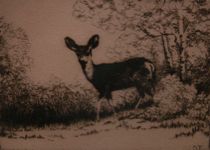 Appraisal: Florence Olive Fell American - Small etching depicting a fawn