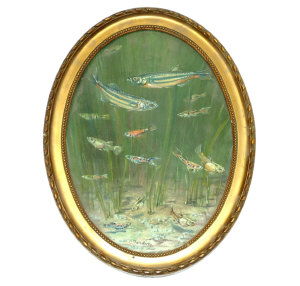 Appraisal: European School early th century- Study of fish gouache oval