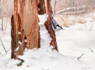 Appraisal: Marc R Hanson b Foraging White Breasted Nuthatch Marc R