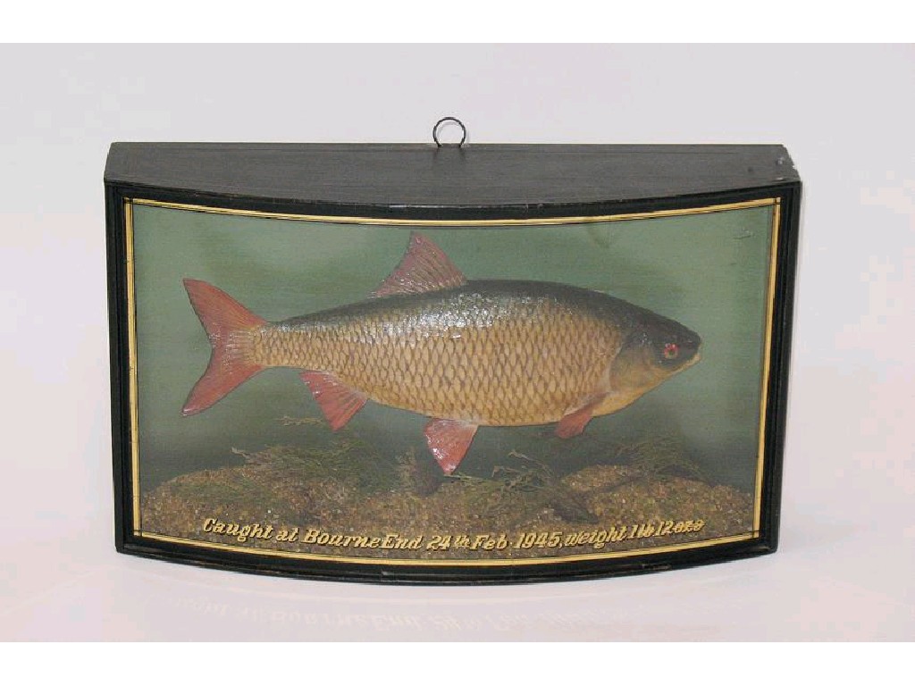 Appraisal: TAXIDERMY A PRESERVED ROACH the bow fronted case inscribed Caught