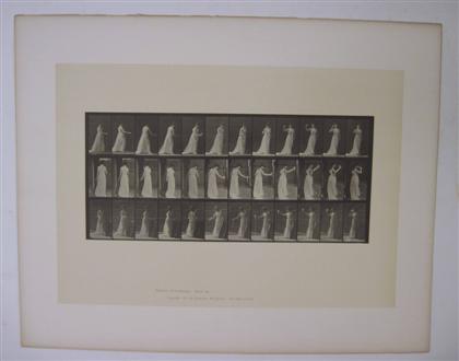 Appraisal: piece Photogravure Muybridge Eadweard Animal Locomotion Plate x inches x