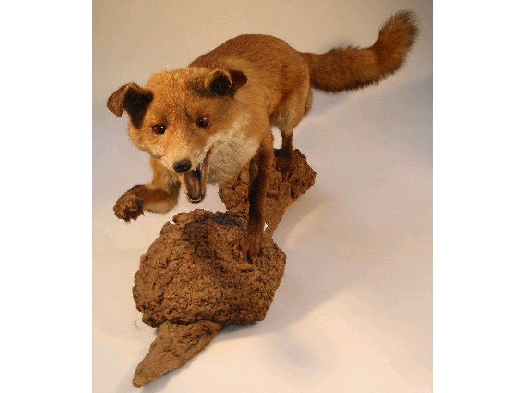 Appraisal: A taxidermy model of a fox on a burr wood