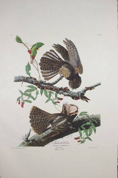 Appraisal: th Century Amsterdam edition of J J Audubon Chuck-will's Widow