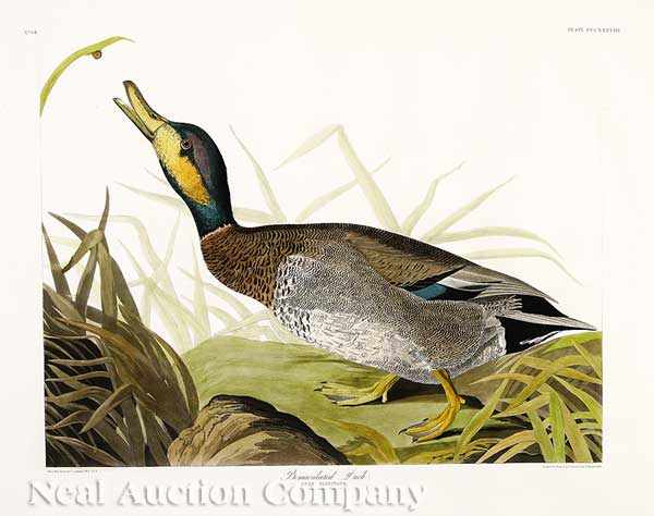 Appraisal: John James Audubon American - Bemaculated Duck Plate hand-colored engraving