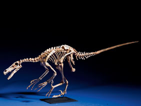 Appraisal: VELOCIRAPTOR SKELETON CAST Velociraptor sp Cretaceous Djadochta Formation Gobi Desert