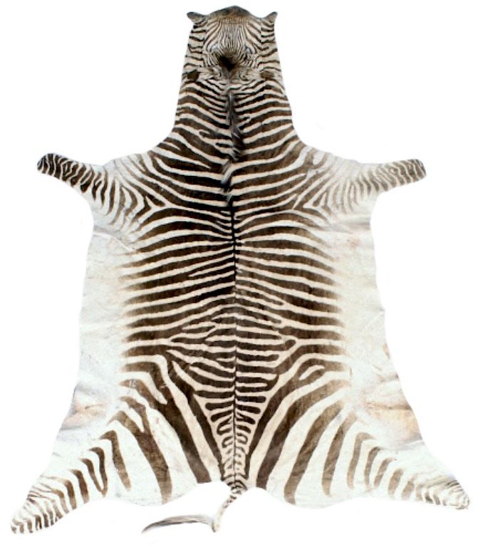 Appraisal: Taxidermy Trophy Zebra Hide Pelt Rug This lot contains a