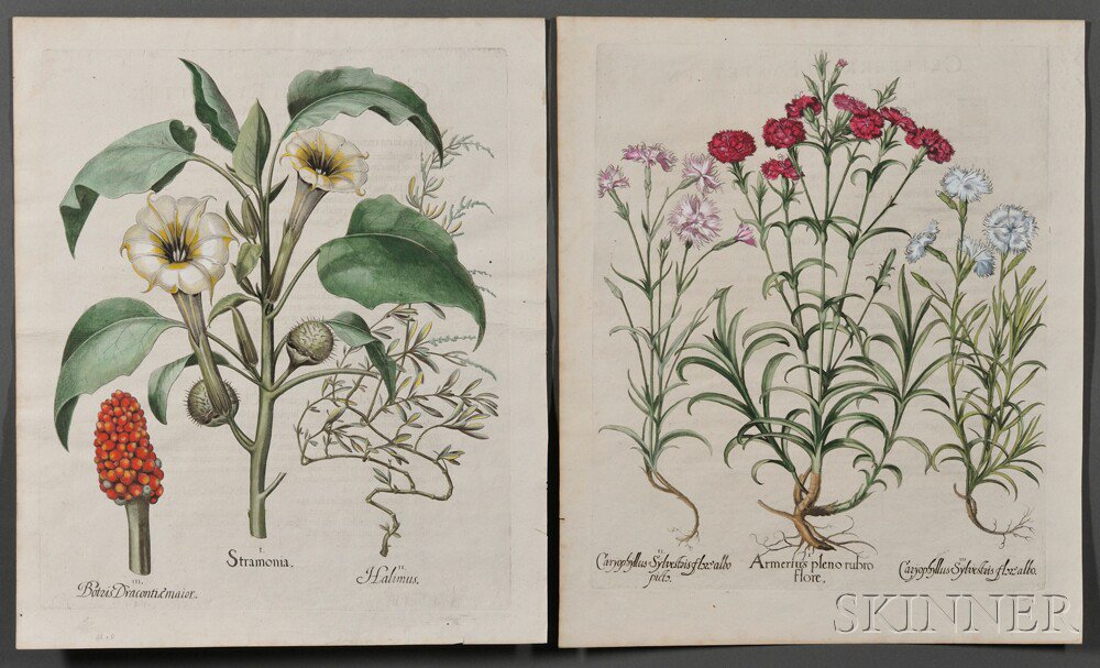 Appraisal: Besler Basilius - Caryophyllus Sylvestris from Hortus Eystettensis Copper-plate engraving