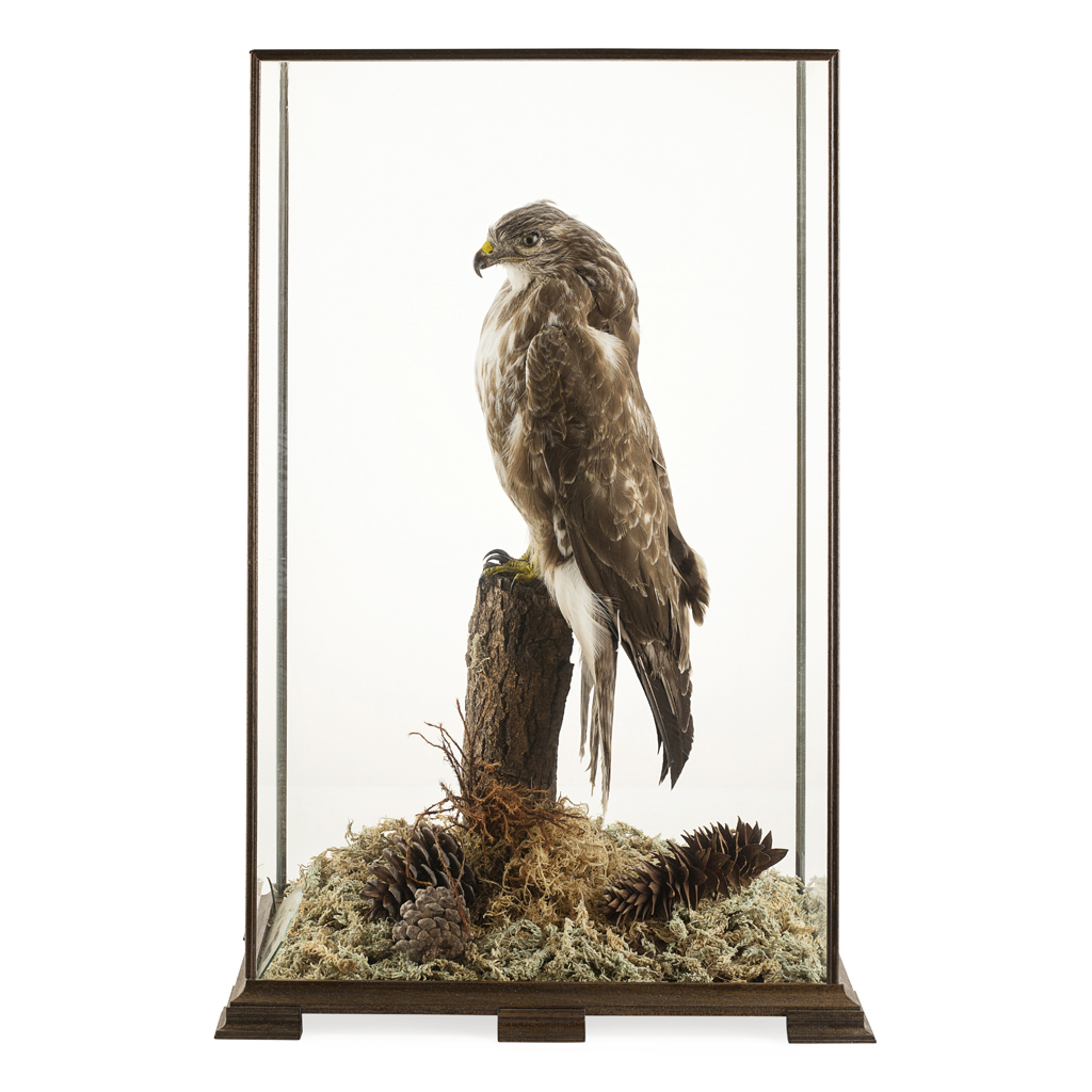 Appraisal: YCASED TAXIDERMY BUZZARD on a tree stump with greenery and