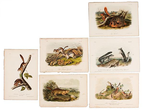 Appraisal: SIX AUDUBON FIRST OCTAVO QUADRUPEDS OF SQUIRRELS from the first