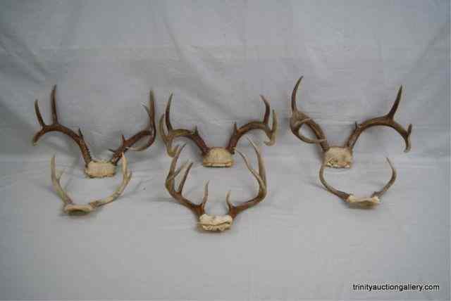 Appraisal: Trophy Whitetail Deer Antler SetsAll are nice trophy's with points