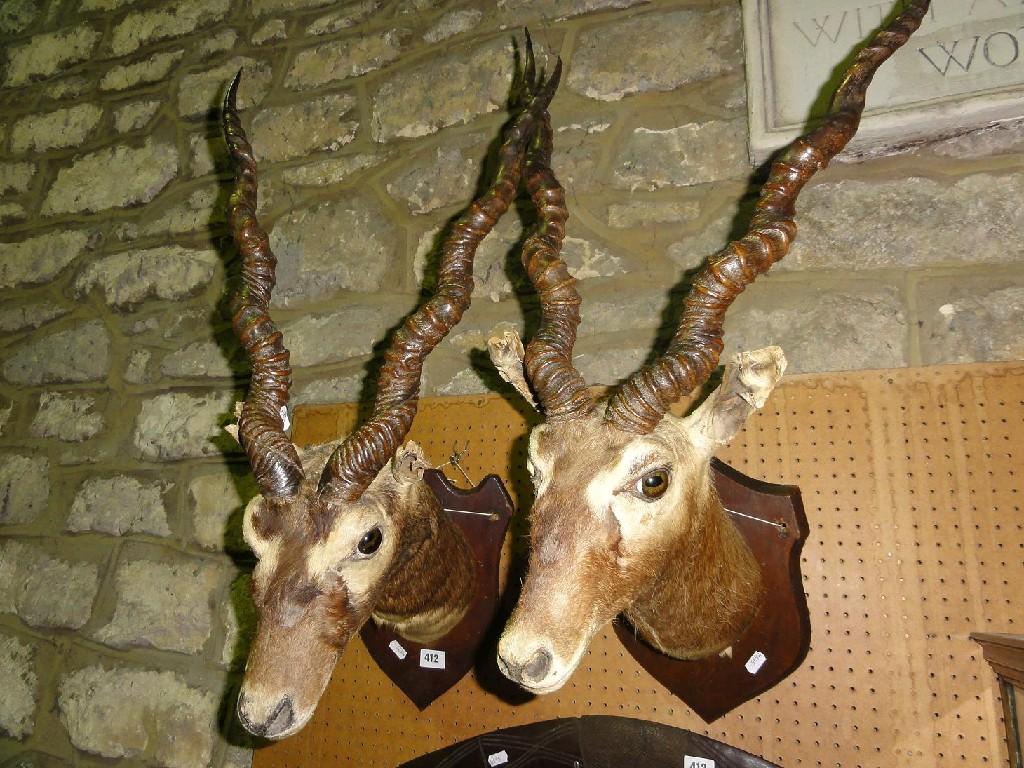 Appraisal: A pair of antelope trophies mounted on wooden shield shaped