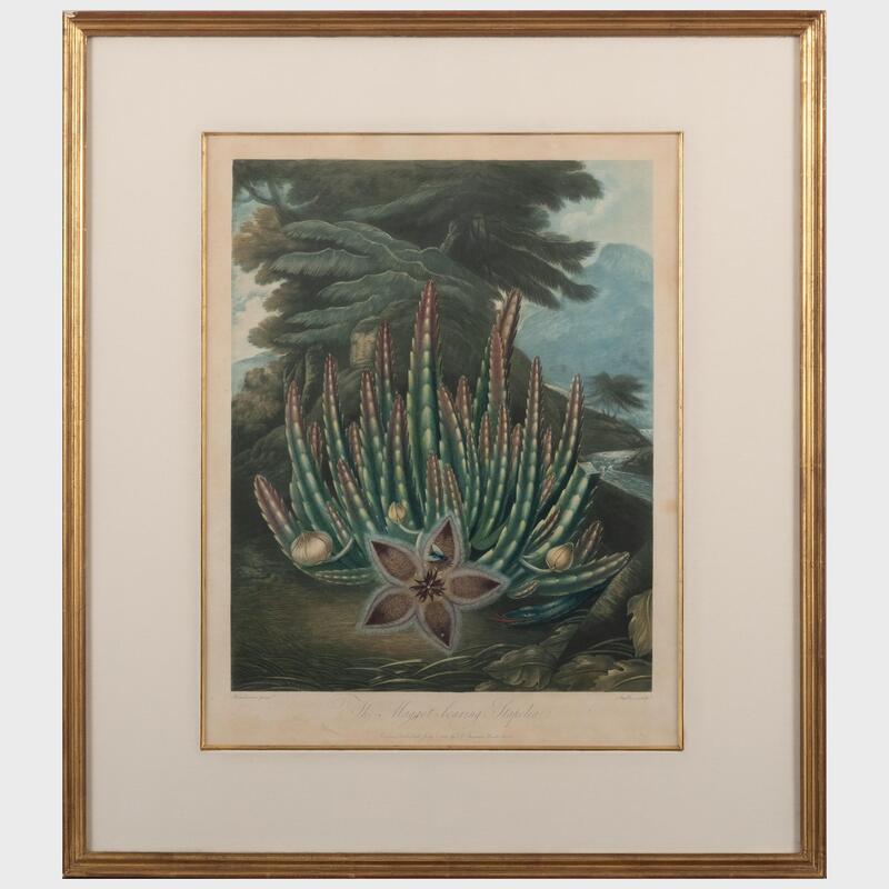 Appraisal: Robert John Thornton - The Temple of Flora Aloe Cowslip