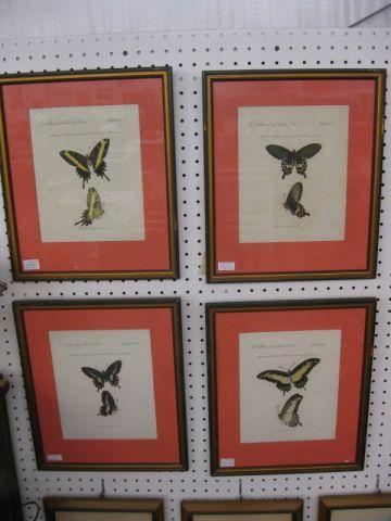 Appraisal: Set of Butterfly Handcolored Engravings approx x