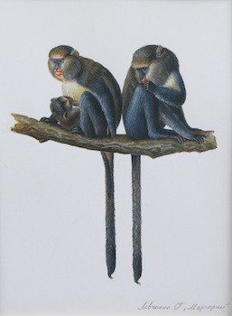 Appraisal: Olga Levchenko Russian b Monkeys Watercolor on paper Signed in