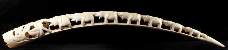 Appraisal: African Carved Large Ivory Tuska procession of nine elephants entering