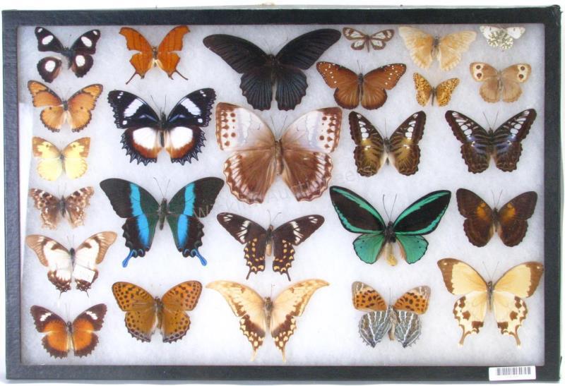 Appraisal: Butterfly Insect Shadowbox nicely displayed butterflies multiple species from around