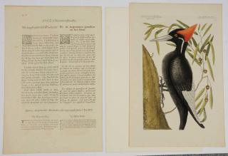 Appraisal: Mark Catesby British - White-billed Woodpecker T from The Natural