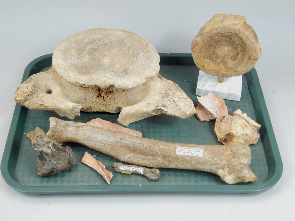 Appraisal: A collection of fossilized bones to include a mammoth vertebrae