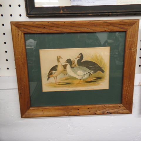 Appraisal: Pair of Waterfowl Engravings various ducks geese image area x