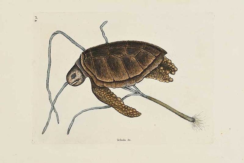 Appraisal: Mark Catesby British - The Green Turtle T from The