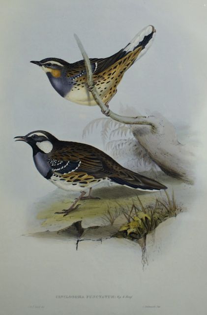 Appraisal: Spotted Ground Thrush Cinclosoma Punctatum Lithograph by Elizabeth Gould