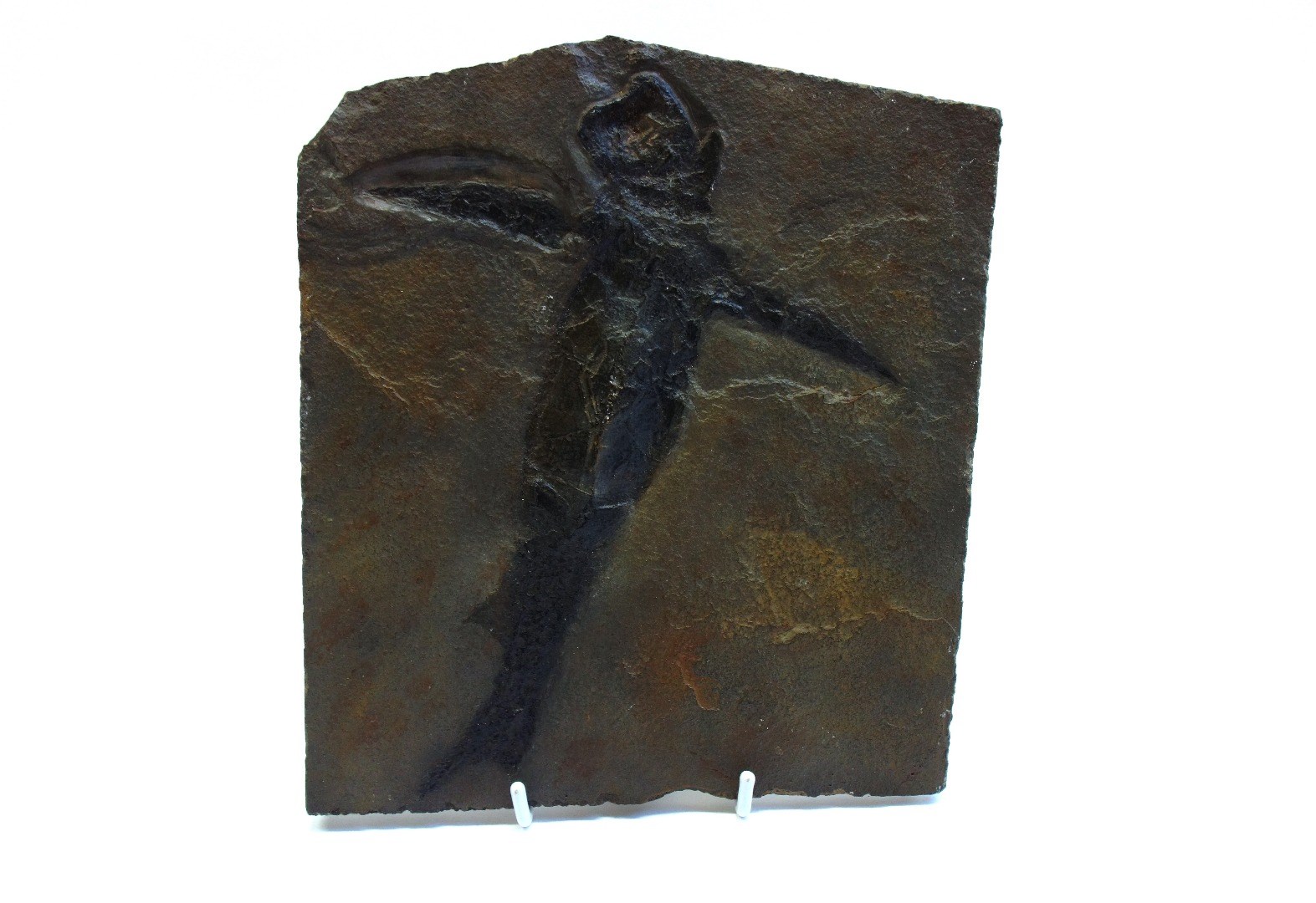 Appraisal: A replica Pterichthyodes milleri fossil fish plaque from the Scottish