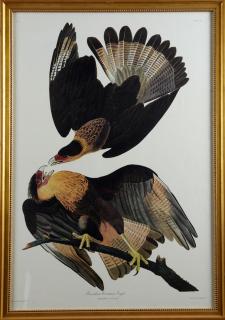 Appraisal: John James Audubon - Brasilian Caracara Eagle No Plate Amsterdam