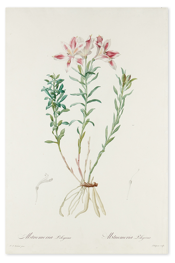 Appraisal: REDOUT PIERRE-JOSEPH Alstroemeria Pelegrina Pelegrinan Incan Lily Color-printed stipple engraving