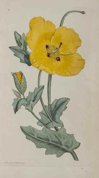 Appraisal: Sowerby James English Botany Or Coloured Figures of British Plants