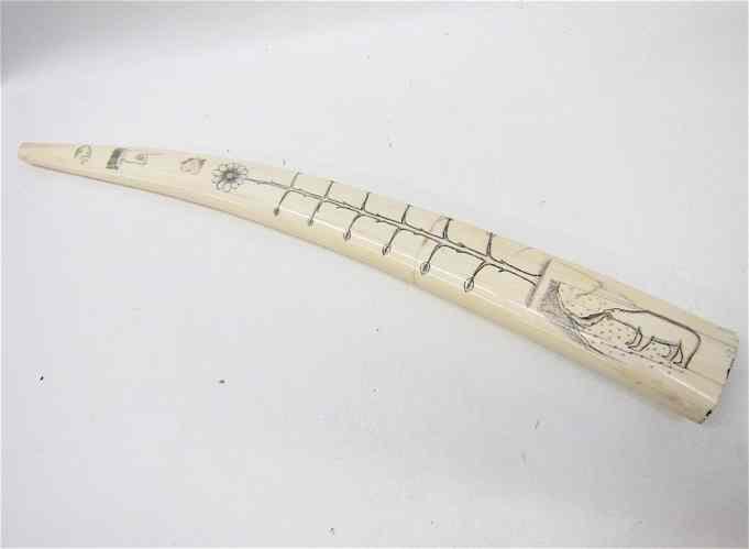 Appraisal: WALRUS IVORY TUSK scrimshawed with billiken head hand pointing heart