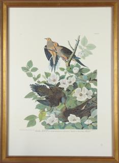 Appraisal: John James Audubon - Carolina Turtle Dove No Plate Amsterdam