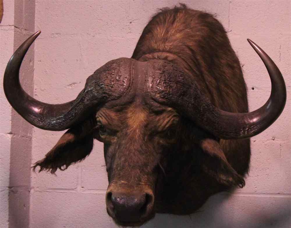 Appraisal: EAST AFRICAN CAPE BUFFALO TAXIDERMY SHOULDER MOUNT LABELED ''JAMES L