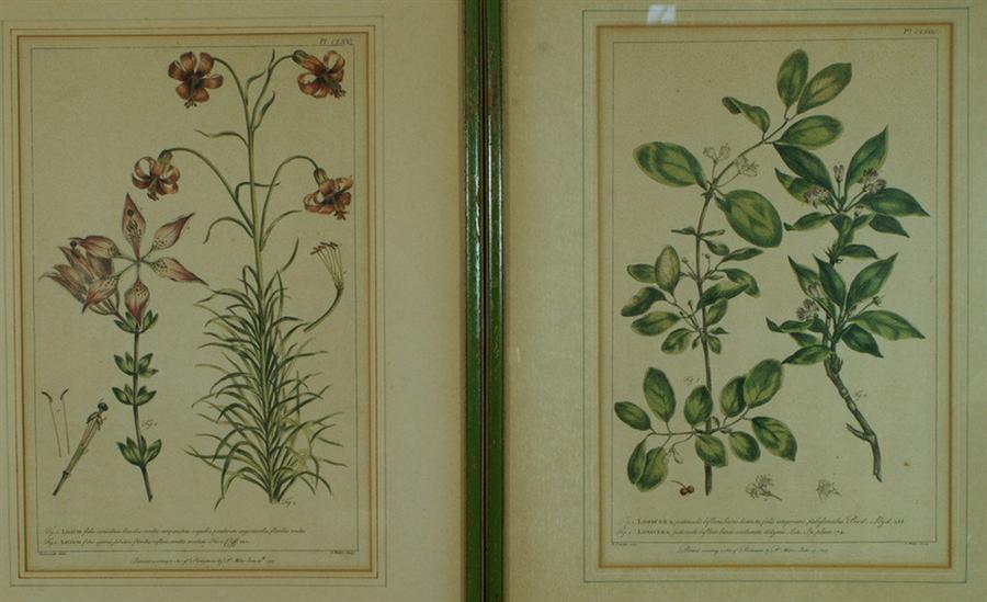 Appraisal: colored flora engravings Lancake Miller London Lonicera Lilium x image